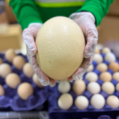 OVER 15 VARIETIES OF EGGS