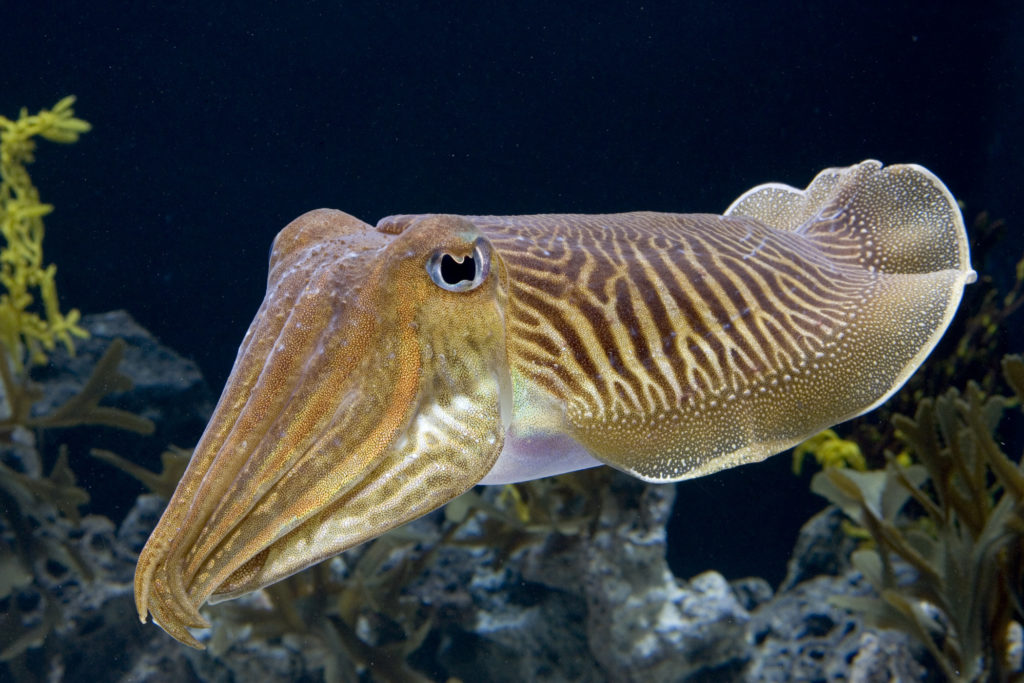 Cuttle Fish | The Waterfront Market