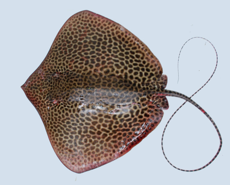 Honeycomb Stingray | The Waterfront Market